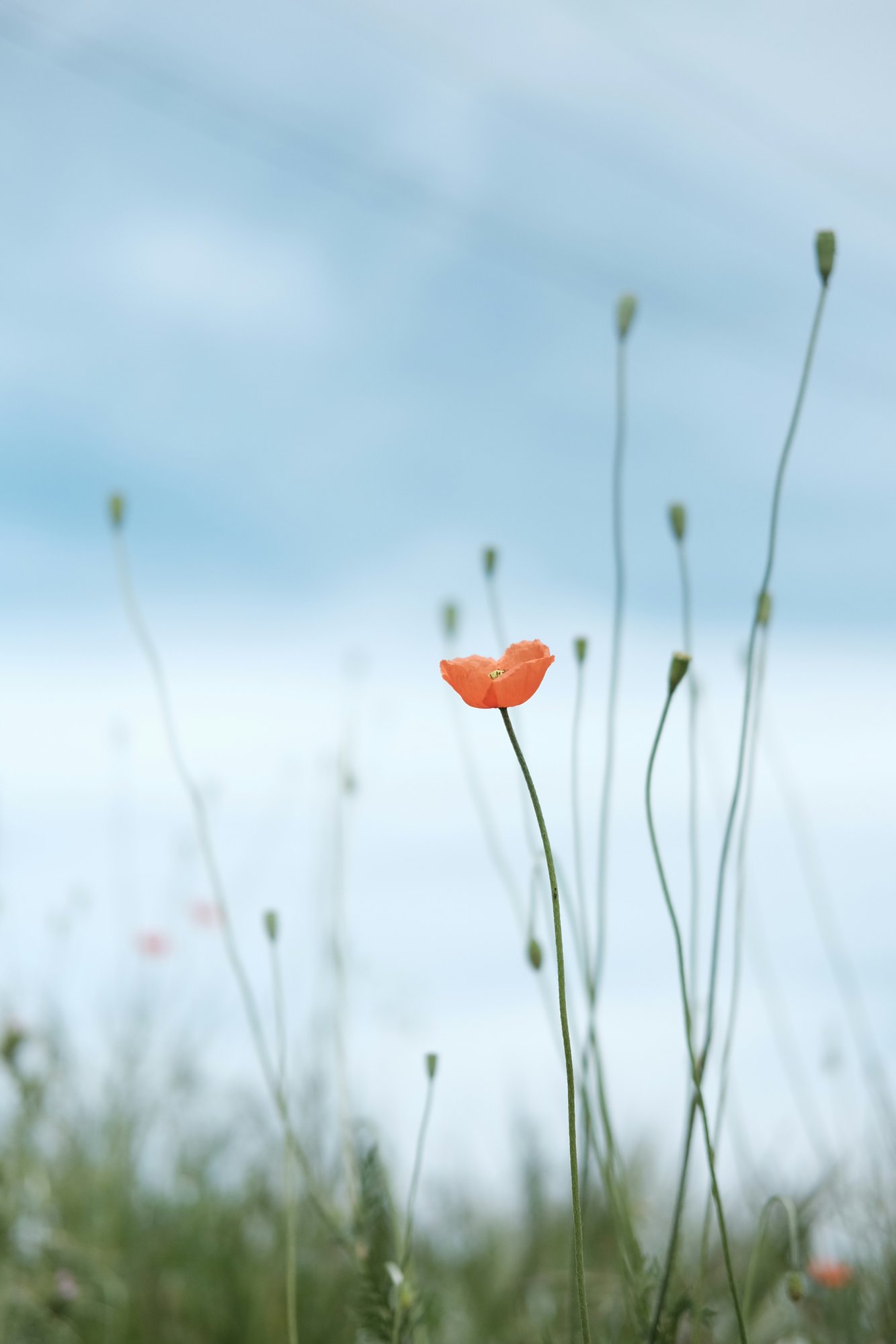 red flower red flower