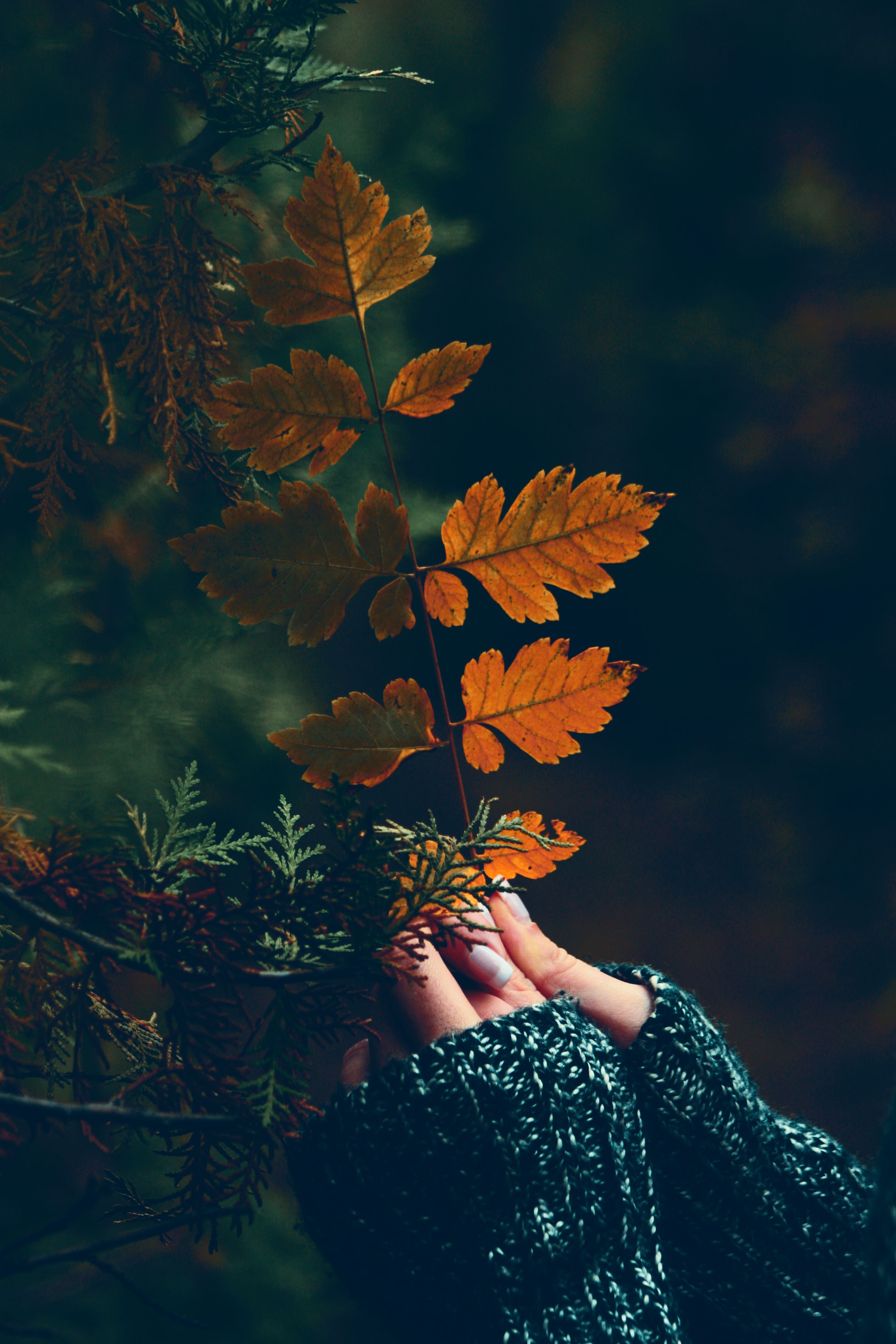half leaves