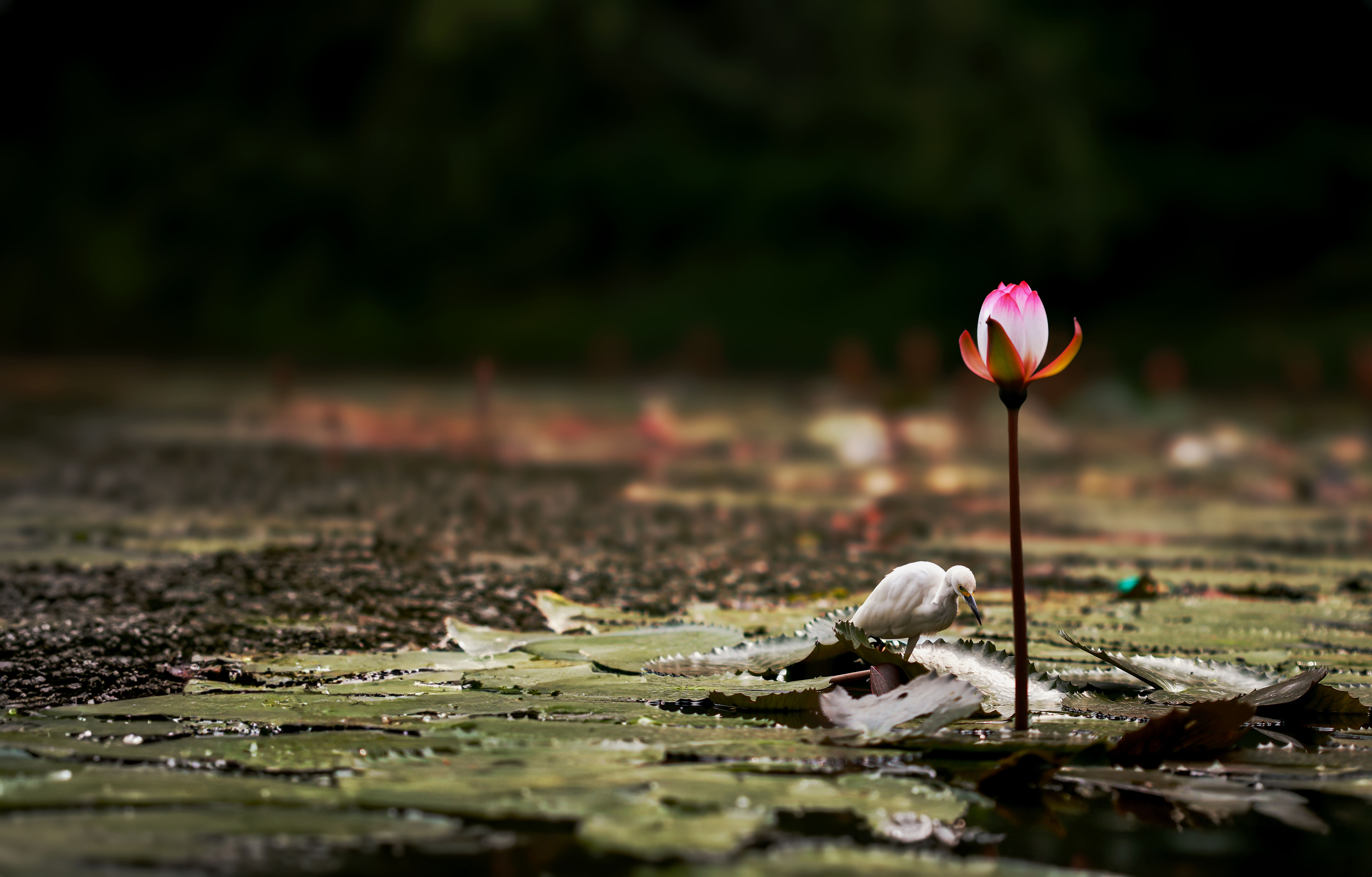 water lillies